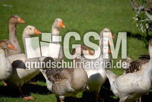 Graugans (1 von 6).jpg